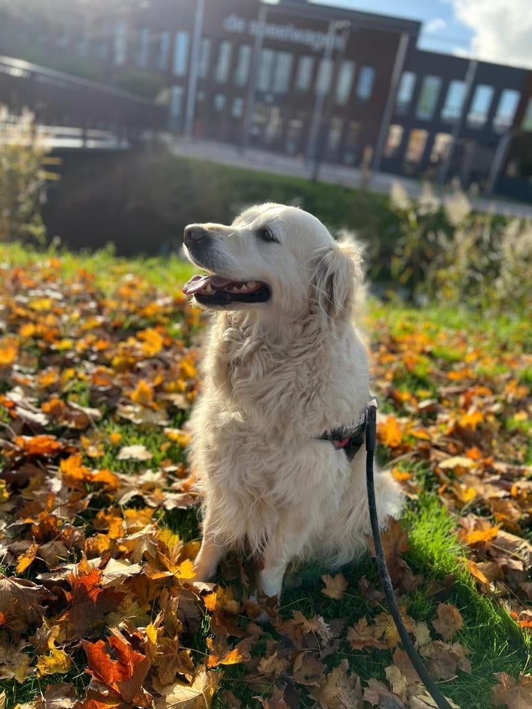 Golden retriever, 6 jaar of ouder, Golden retriever, Teef, Parvo