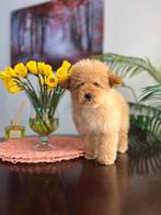 Maltipoo / Toy Poodle/ Poedel / teefje, Fokker | Hobbymatig, 15 weken tot 1 jaar, Overige rassen, Buitenland