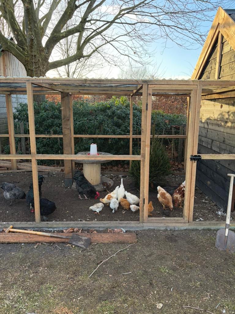 Broedeieren, Dieren en Toebehoren, Pluimvee, Geslacht onbekend, Kip