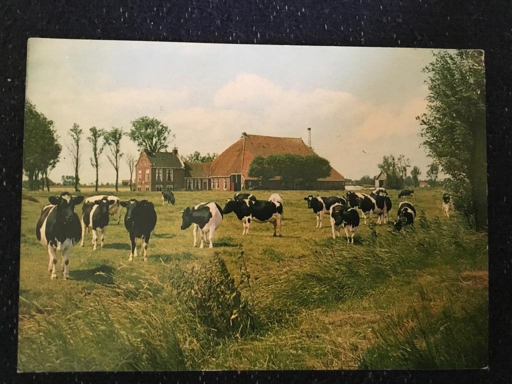 Oude Ansichtkaart Friesland: Koeien en Boerderij, Ophalen of Verzenden, 1960 tot 1980, Gelopen, Friesland