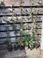 Hedera hibernica klimop  120-140 cm, Ophalen, Vaste plant, Winter, Klimplanten