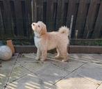 Labradoodle puppy van  2.5 maanden, Dieren en Toebehoren, HCC (leverziekte), 8 tot 15 weken, Eén hond, Nederland