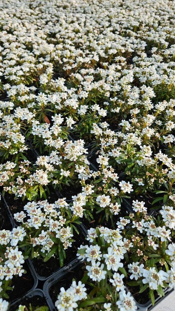 Iberis Sempervirens - Scheefbloem - witte bloem, Bodembedekkers, Volle zon, Vaste plant, Ophalen of Verzenden