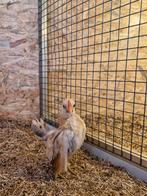 Mooi serama haantjes TT kwaliteit, Dieren en Toebehoren, Mannelijk, Kip