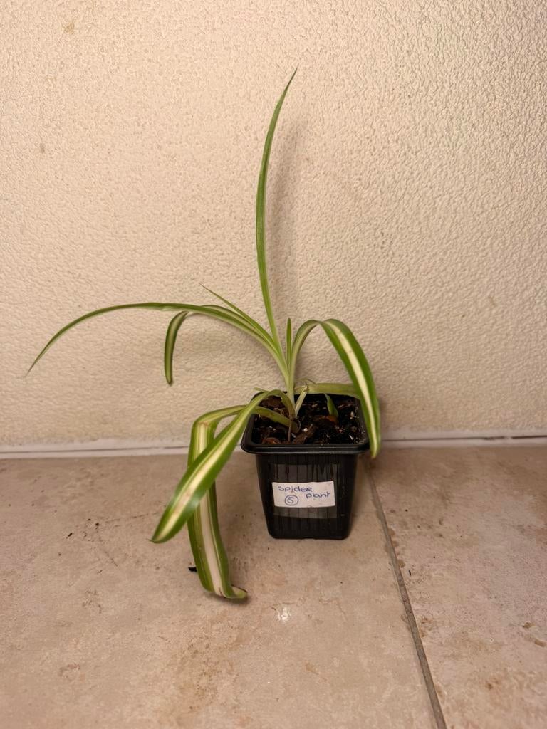 Spider plant, Ophalen of Verzenden, Halfschaduw, Minder dan 100 cm