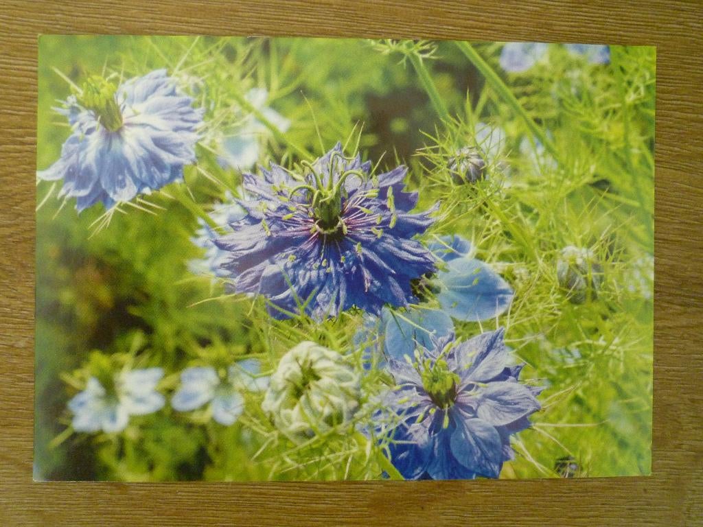 Blauwe korenbloem bloemen, Ophalen of Verzenden, Voor 1920, Overige thema's