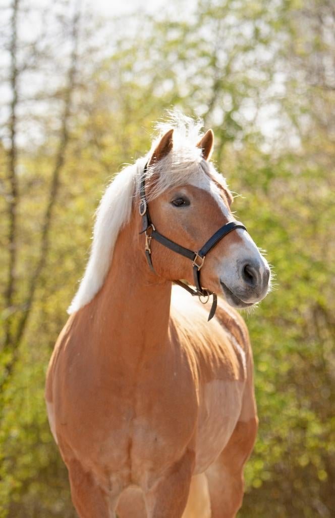 Prachtige 9 jarige Haflinger, Gechipt, Minder dan 160 cm, Ruin, 7 tot 10 jaar