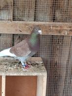 Mooie jonge postduif doffer, Mannelijk, Postduif