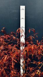 Japanse Esdoorn 'Garnet' - Acer palmatum, Vaste plant, Bloeit niet, Halfschaduw, Ophalen