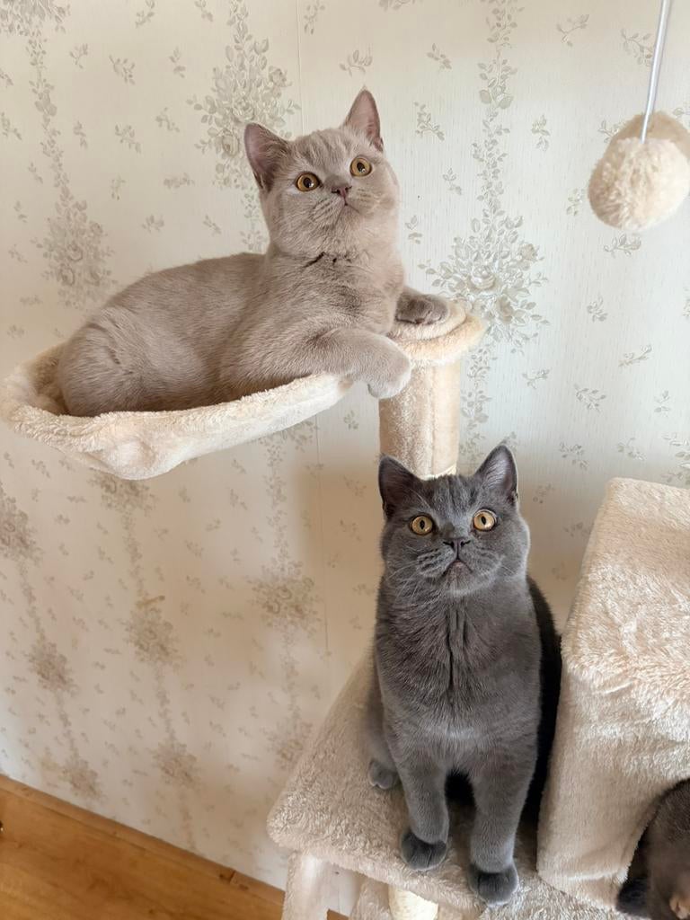 Twee prachtige Britse Korthaar katten 6.5m (Samen of apart), Dieren en Toebehoren, Katten en Kittens | Raskatten | Korthaar, Poes