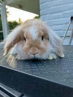 Koppel Nederlandse Hangoor Dwerg rammen!, Dieren en Toebehoren, Konijnen, Mannelijk, Dwerg, Hangoor, 0 tot 2 jaar