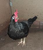 Leghorn hen zwart groot aangeboden, Dieren en Toebehoren