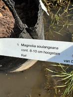 Magnolia soulangeana boom 4 meter +, Tuin en Terras, Planten | Bomen, Overige soorten, Lente, 400 cm of meer, Ophalen