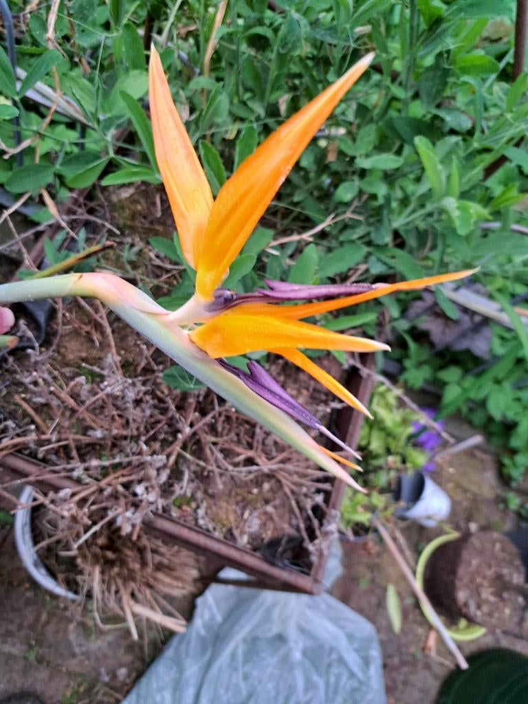 Strelitzia Reginae 2 stuks, Ophalen, Volle zon