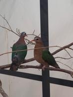 1-1 Groenvleugel duif, Dieren en Toebehoren, Meerdere dieren, Tropenvogel, Geringd