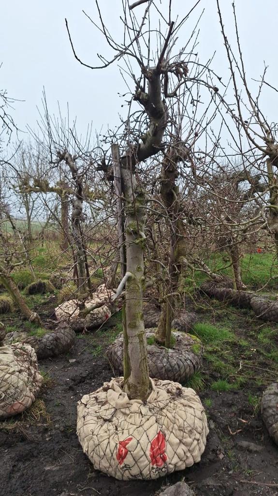 Prachtige oude Elstar appelbomen, laagstam appels, Tuin en Terras, Planten | Fruitbomen, Appelboom, 100 tot 250 cm, Lente, Ophalen