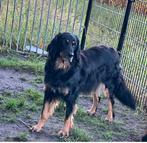 Hovawart, 6 jaar of ouder, Overige rassen, CDV (hondenziekte), Teef