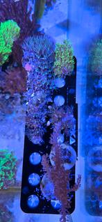 Sterpoliep stekjes te koop en kenia boom, Overige typen