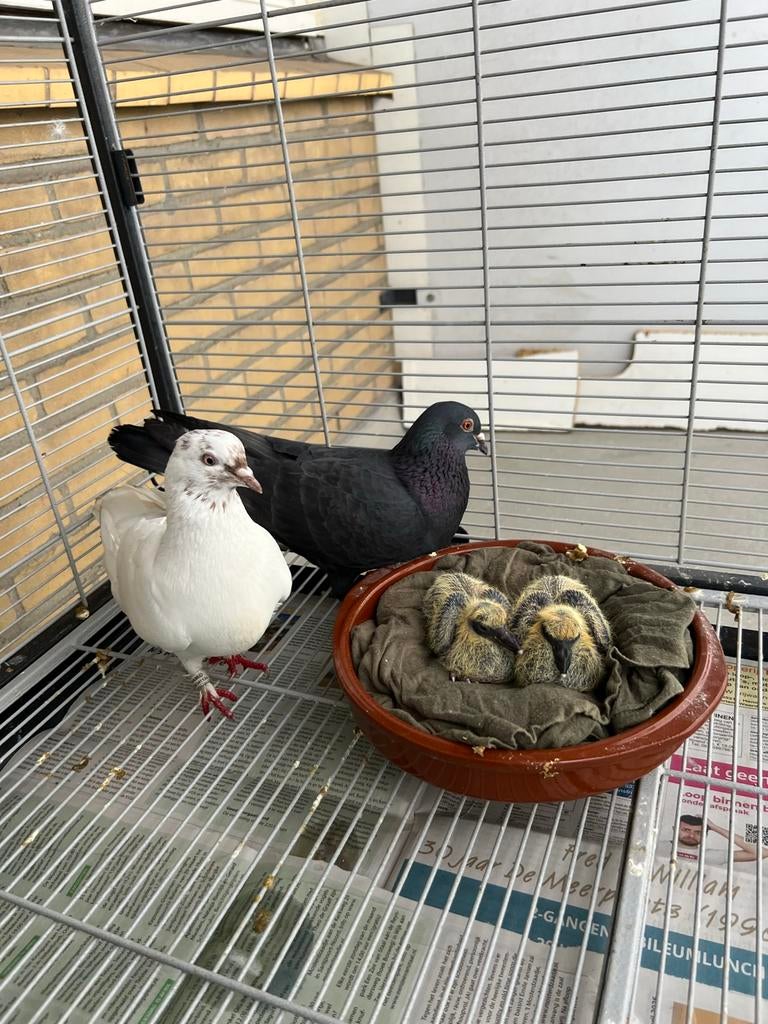 Een koppel kweekduiven met hun jongen te koop, Meerdere dieren, Overige soorten