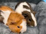 Leuke, lief cavia koppel ( van zorgboerderij ), Cavia, Februari, Mannelijk, Tam