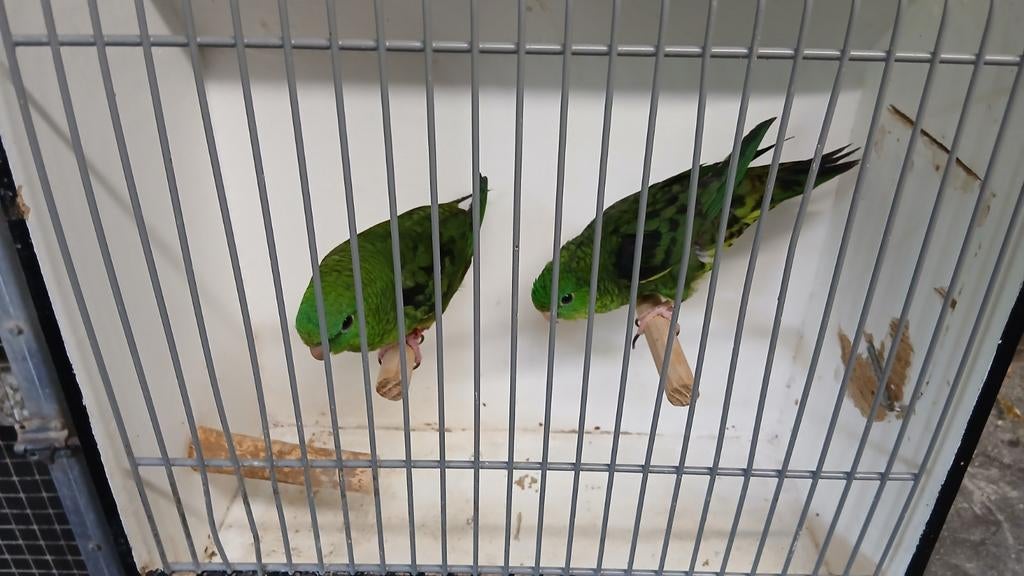 Catharina parkieten, Dieren en Toebehoren, Vogels | Parkieten en Papegaaien, Meerdere dieren, Parkiet