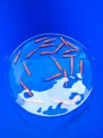 Goudwinde 12 tot 15 cm desgewenst bezorgd aan huis, Baars of Goudwinde