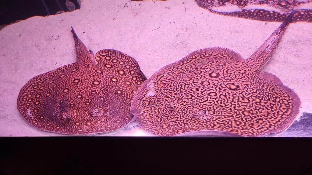 Tekoop kweek trio potamotrygon mini marble motoro, Dieren en Toebehoren, Vis