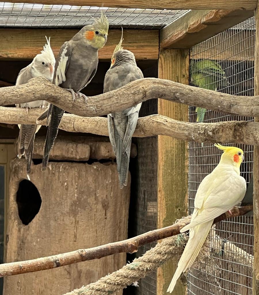 Valkparkieten, Meerdere dieren, Parkiet