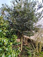 Hulstboom, zoekt nieuwe tuin., Ophalen, Winter, Halfschaduw, Overige soorten