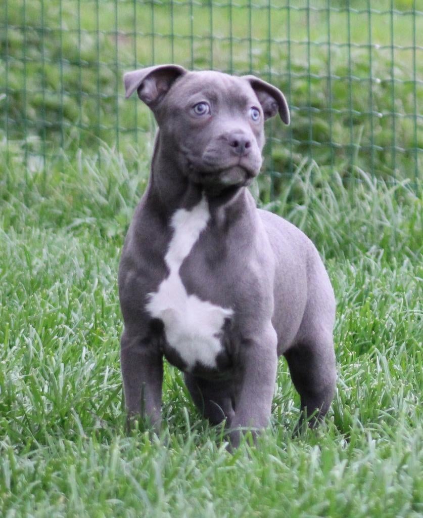 Amerikaanse Stafford pup, Parvo, België, 8 tot 15 weken, American Staffordshire Terriër