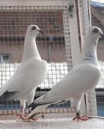 Gezocht Wiener wener hoogvlieger duiven, Meerdere dieren, Overige soorten