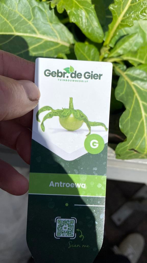 Antroewa Plant - Verse Groenteplant voor uw Tuin, Tuin en Terras, Planten | Tuinplanten, Eenjarig, Groenteplanten, Volle zon, Zomer