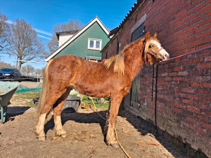 Bijna 2 jarige welsh A, Dieren en Toebehoren, Pony's, Hengst, 0 tot 2 jaar