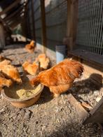 Prachtige TOP USA  zijdehoen PAAS broedeitjes mooie kleuren., Geslacht onbekend, Kip