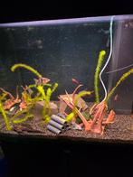 Aquarium, vissen en toebehoren, Ophalen, Gebruikt, Gevuld zoetwateraquarium