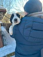 MENSGERICHTE PUPS, KLEINE MIDDEMAATJES, IN ASIEL, Dieren en Toebehoren, Honden | Niet-rashonden, Particulier, 15 weken tot 1 jaar