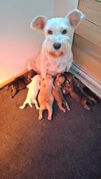Unieke kruising dwergschnauzer puppies, 8 tot 15 weken, Meerdere, Meerdere dieren, Nederland