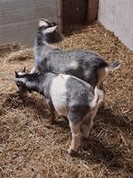 Dwerggeiten bokjes,  dekbok, Mannelijk, Geit