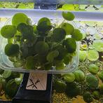 Gratis kikkerbeet drijfplantjes., Dieren en Toebehoren, Ophalen of Verzenden, Nieuw, Plant(en), Steen of Hout