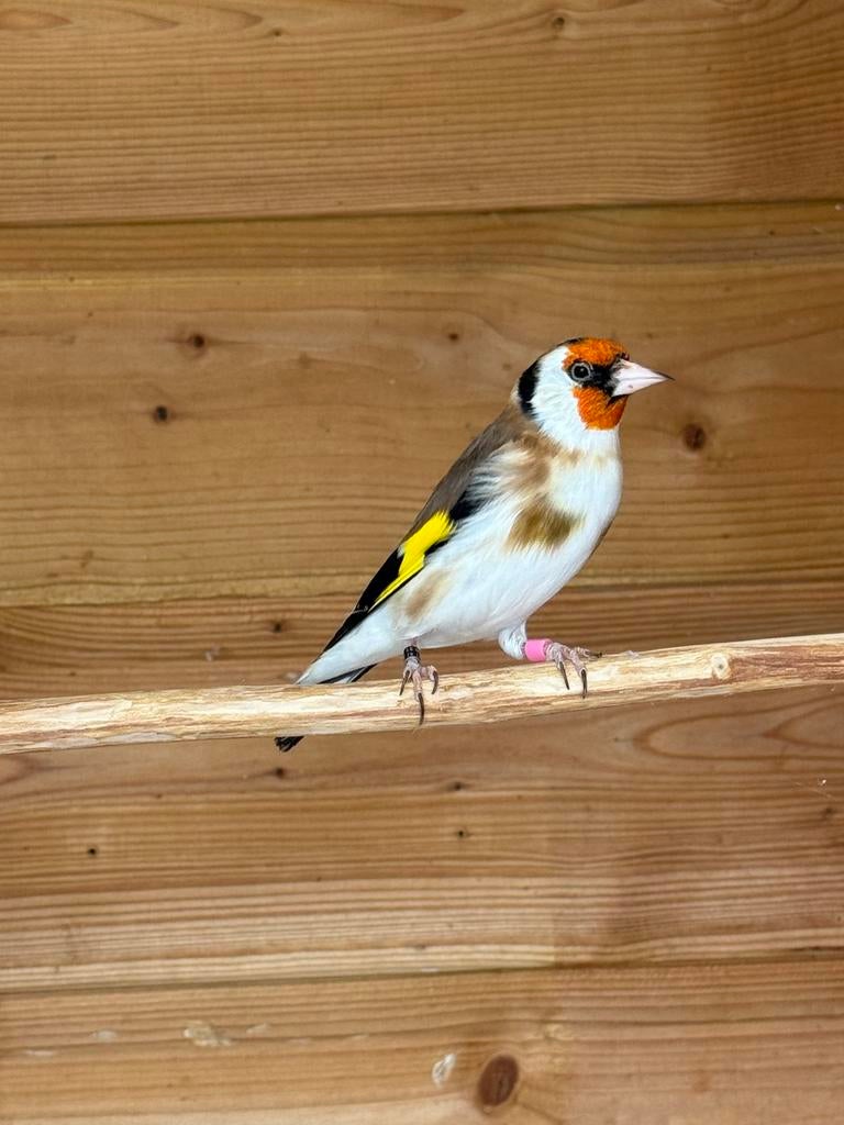 Majoor putter, Dieren en Toebehoren, Vogels | Overige Vogels, Mannelijk, Geringd