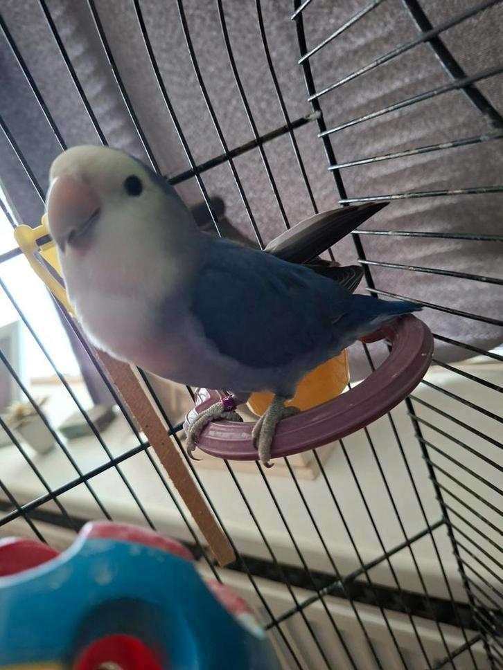 Agapornis, Dieren en Toebehoren, Vogels | Parkieten en Papegaaien, Dwergpapegaai of Agapornis, Mannelijk, Tam