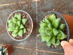 Haworthia, Ophalen of Verzenden, Halfschaduw, Minder dan 100 cm