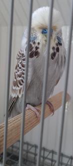 Engelse grasparkieten champion TT Kwaliteit vogels, Dieren en Toebehoren, Vogels | Parkieten en Papegaaien, Mannelijk, Parkiet