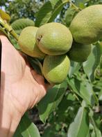Verse Walnoten - Direct van de boom, Ophalen of Verzenden, Overige soorten, Volle zon