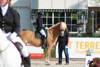 Super grave sport/recreatie haflinger merrie, Dieren en Toebehoren, Paarden, Merrie, Minder dan 160 cm, Dressuurpaard, 7 tot 10 jaar