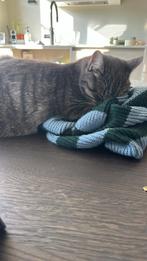 Boerderij kat europese korthaar kater bijna 2 jr, Dieren en Toebehoren, Kater