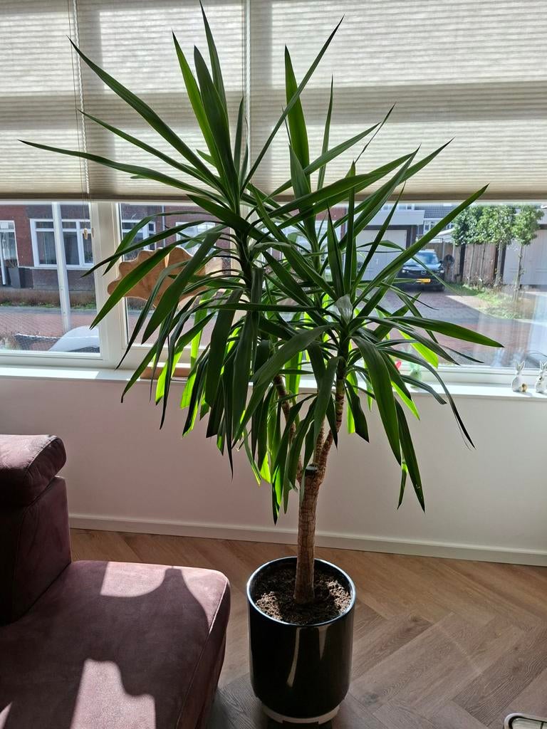 Mooie grote yuca plant, Volle zon, Bloeit niet, Minder dan 100 cm, Overige soorten
