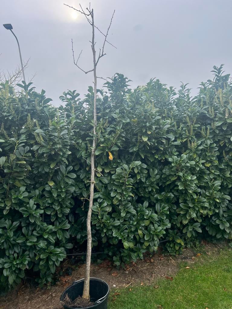 Grote Ginkgo Biloba/ Japanse notenboom, Bloeit niet, Overige soorten, 100 tot 250 cm, Ophalen
