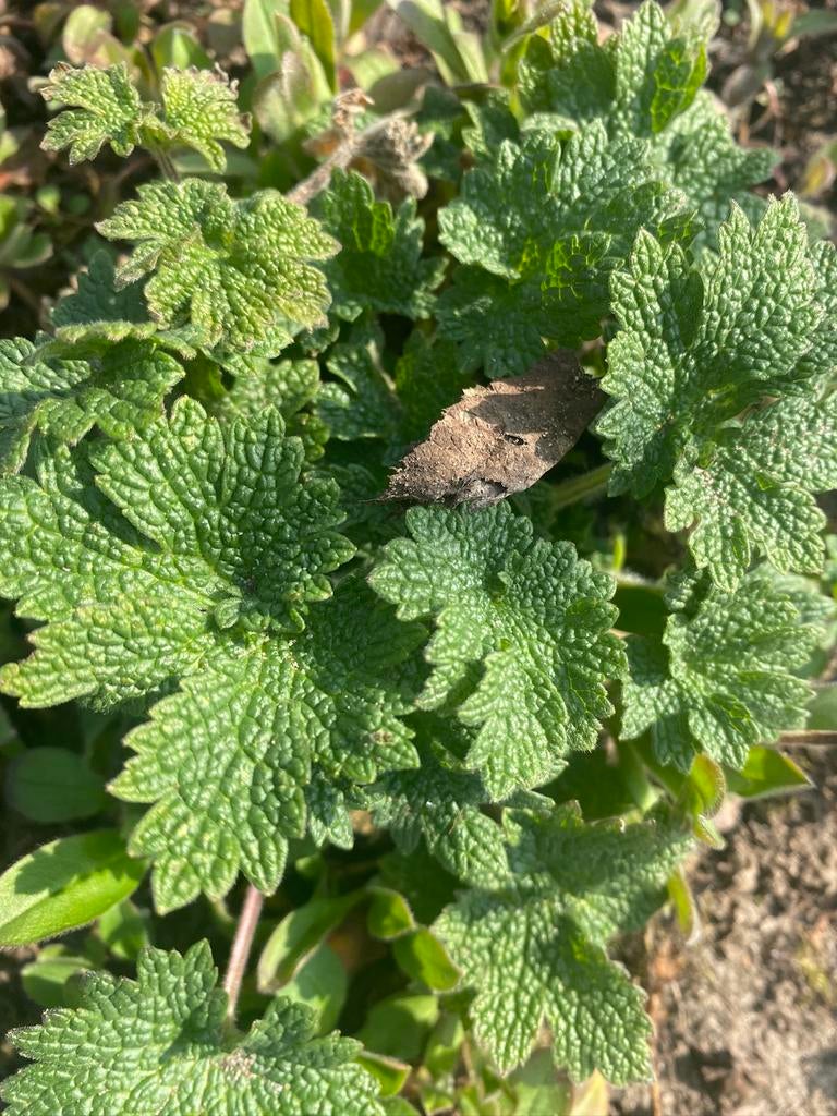 Siberisch hartgespan, biologisch geteeld, Ophalen, Overige soorten, Volle zon