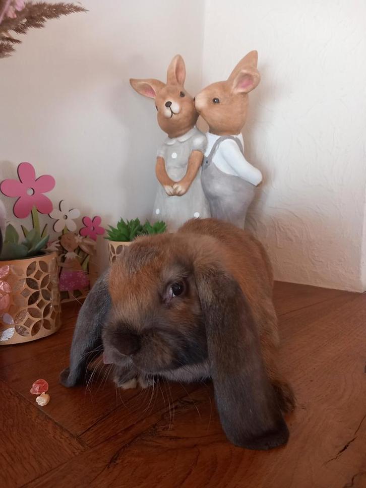 Franse hangoor ram, Dieren en Toebehoren, Konijnen, Groot, Mannelijk, 0 tot 2 jaar, Hangoor